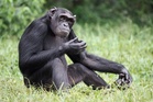 Humans and apes laugh in similar ways, study finds