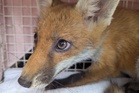 RSPCA issues World Cup warning after wildlife caught in goal netting