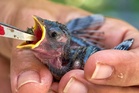 People aren’t the only ones hit by heat. What to do if you see wildlife affected by hot temperatures