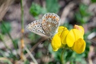 How to create a perfect garden setting for butterflies