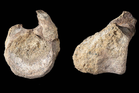 First dinosaur bone from Antarctica was unnoticed for 40 years