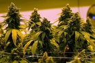Virginia to allow recreational marijuana to be sold in retail stores beginning in 2027