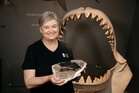 Megalodon fossil confirms true size of massive shark