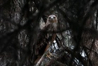 Feliks the eagle is back home in Serbia after a kidnap ordeal in the Middle East