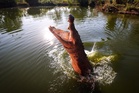 Australian town on high alert after rare saltwater crocodile attack kills dog 660km inland