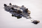 Suspected saltwater crocodile kills dog 660km inland in rare Australian attack