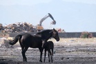Animal welfare activists in Montenegro worried about horses in scorching European heat