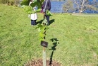 Mystery of stolen Sycamore Gap tree sapling continues