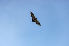 Boy, 11, had no visible wounds but died from rabies transmitted by bat