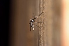 Trendy mosquito repellents protected volunteers for under three minutes – Which?