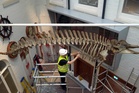 Conservator spent five days installing 40-foot whale skeleton at museum
