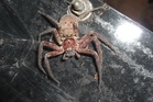 Australian spider declared world’s fastest after record-breaking sprint