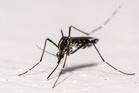 Why 600,000 mosquitoes are being deployed around Washington DC
