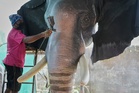 Robotic elephants are replacing live ones at Kerala temple festivals, in photos