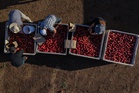 California farmer and food marketer spar over who can sell white nectarines