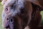 Pit bull on the loose after killing pet and injuring man in ‘nightmare’ attack