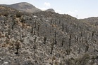 Arizona man caught living illegally in forest for years amid massive trash pile