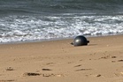 Strange balls found on Queensland beaches could be toxic ‘space debris’, experts warn