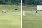 Runaway bull invades cricket pitch and charges at players as match called off
