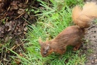 Deadly squirrelpox found in Scotland’s under-threat red squirrels