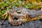 Designers set to spawn new interest in frog gardens