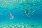 Warming seas bring jellyfish and sharks to South Korea’s beaches