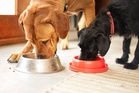Pedigree dog food recalled in the US over ‘sharp metal’ choking risk