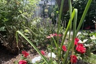 A vegetable garden doesn’t need full sun - these plants can thrive in the shade