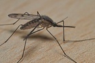 The five tricks Disney uses to stop guests being feasted on by mosquitoes - and how you can recreate them at home