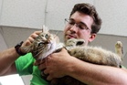 8 ways to keep your cat happy at home