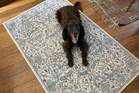 Ruggable review: I tested the machine-washable rug against coffee spills, muddy paws and more