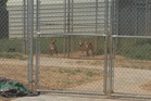 Georgia animal control worker accused of burning puppies alive in an incinerator