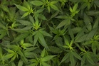America’s workforce is high: More employees are testing positive for pot than ever before