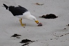 First case of deadly H5N1 confirmed in Australian seabird
