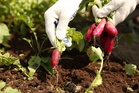 Here’s what to do if your vegetables are bolting in the UK heatwave