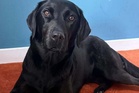 Rescuers who saved dog from Ben Nevis after it ‘ate cannabis’ thanked by owner