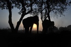 ‘Nowhere left for us to run’: Same wild elephant returns to village to kill four members of a family over 14 years