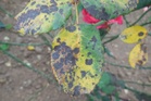 What to do if your garden roses have black spot disease