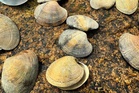 ‘Delicious’ but ‘invasive’ $7B seafood delicacy is taking over New England’s coastline for the first time