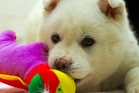 Your puppy could actually be addicted to its toys