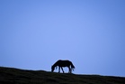 Dartmoor ponies saved from culling risk after fears of extinction