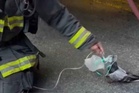 Pigeon seeks oxygen from firefighters after being caught in vehicle fire
