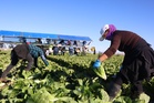 Potential source of ‘explosive diarrhea’ outbreak centers on major fast food and grocery lettuce supplier: report