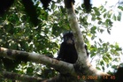 Rare new monkey species discovered in Congo with striking orange lips