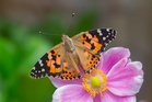 Bumper butterfly summer? Charity urges people to join UK-wide count to find out