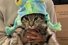 Cat owners handed £9,000 vet bill after London heatwave accident: ‘We just wanted to keep him cool’