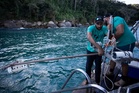 A Brazilian bay’s surprise shark nursery sparks conservation project