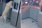 Moment dog sparks deadly house fire that killed three pets