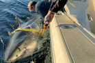 Largest male great white shark ever detected on Atlantic coast emerges near top vacation spot