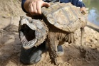US cancels automatic protections for imperiled animals as critics warn of extinctions